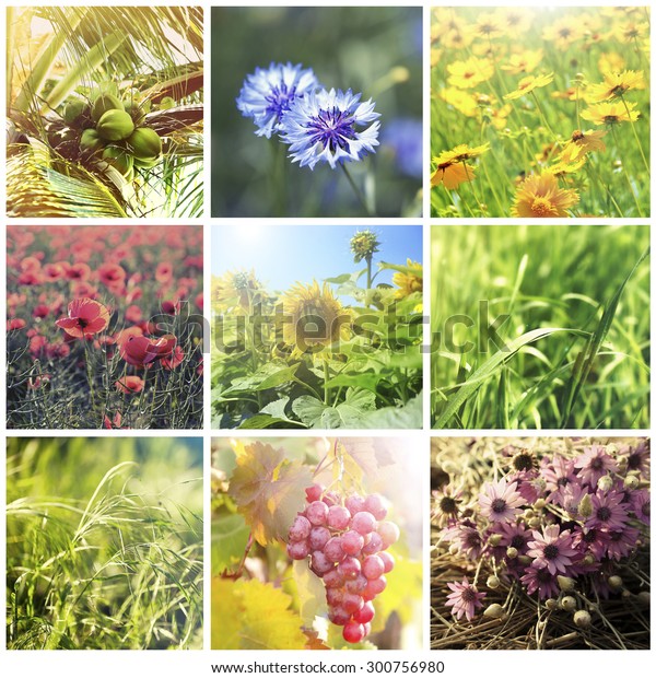 Beautiful Nature Collage Stock Photo 300756980 | Shutterstock
