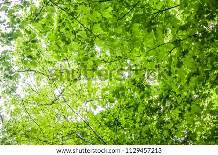 #S# Leaf canopy