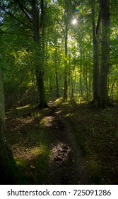 Beautiful Nature In A Danish Forrest