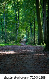 Beautiful Nature In A Danish Forrest