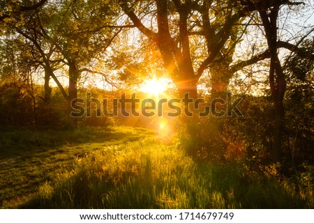 Beautiful nature at evening in spring forest trees with sun rays