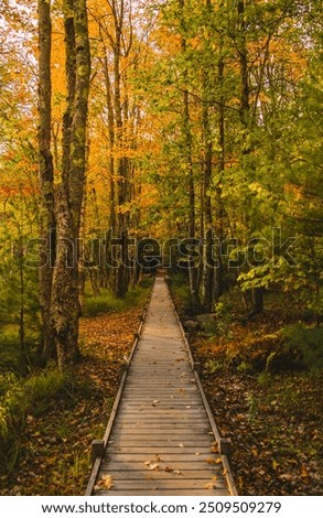 Beautiful Nature Fall Foliage Colorful Leaves on Long Boardwalk Path Through Forest. Jesup Trail Acadia National Park New England. Scattered Leaves