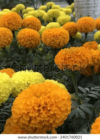 Beautiful nature flower Beautifulflower yellow flower