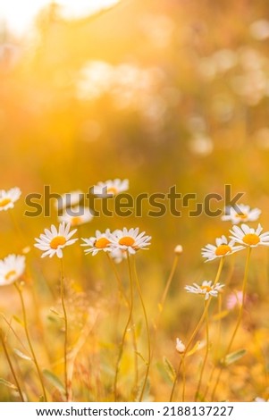 Beautiful nature flowers. Abstract sunset field landscape of grass meadow on soft green blue sunset sunrise time. Tranquil spring summer nature closeup chamomiles daisies blurred field background