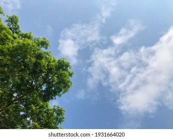 Beautiful Nature. Green Trees And Bright Blue Sky. Suitable For A Background.