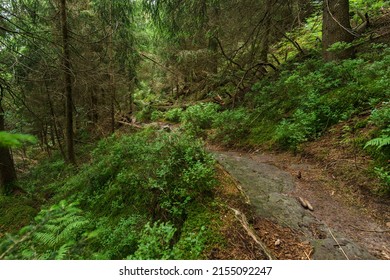 Beautiful Nature Hiking Path Through Ban Forest In The Black Forest, Germany