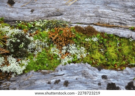Beautiful nature image - bundles of bright green, white and brown moss, lichen and fungi in grey old dead tree in Ergaki national park, Sayan mountains, Krasnoyarsk, Siberia, Russia, Planet Earth
