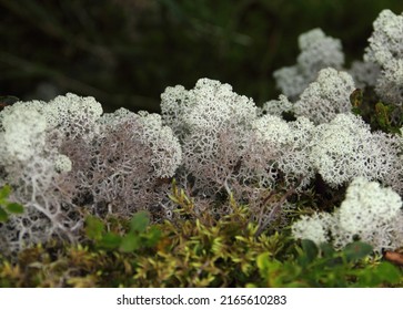 Beautiful nature image - grayish white yagel (Cladonia rangiferina, reindeer cup lichen) and green moss. Ergaki national park, Sayan mountains, Krasnoyarsk region, Siberia, Russia, Asia, Planet Earth