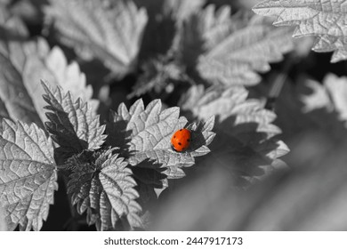 Beautiful nature, ladybug on leaves, red beetle and black and white plants, natural background for text