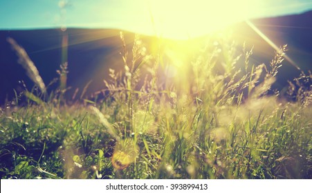 Beautiful nature landscape - Alpine meadow. Grass closeup with sunbeams. Beautiful Nature landscape with sun flare. Vintage Sepia toned