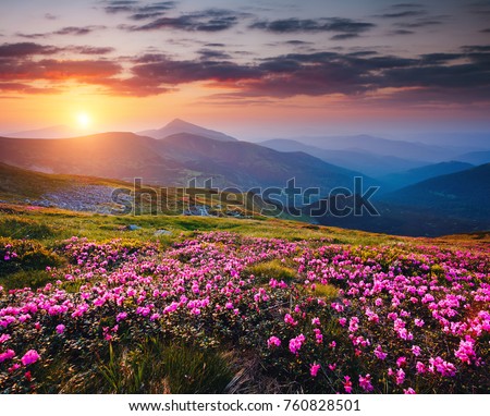 Beautiful nature landscape, amazing mountain view. Magic rhododendron blossoms in the springtime. Location Carpathian, Ukraine. Wild area. Scenic image of hiking concept. Explore the beauty of earth.