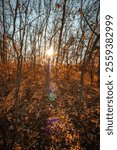  Beautiful nature landscape , sunlight through the trees .Autumn woodlands,yellow and orange colors ,woodlands at morning.Colorful autumn.Branches and trees.Forest landscape , Sunny day and naure phot