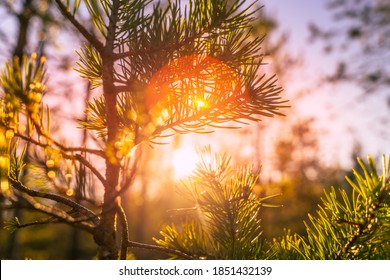 Beautiful Nature Of Lapland Finland. Sunrise In Lapland