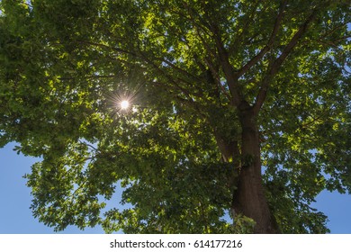 Beautiful nature in the morning sun rays shining through the treetops