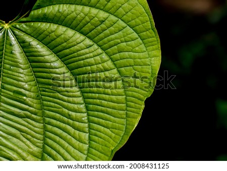 beautiful nature pattern and dark background 