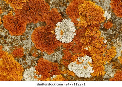 Beautiful nature patterns of colored mosses and lichens, natural texture background, Close-up surface covered with yellow orange color moss, macro short, top view photo micro plants natural background - Powered by Shutterstock