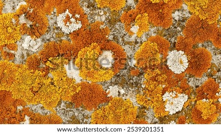 Beautiful nature patterns of colored mosses and lichens, natural texture banner, Close-up surface covered with yellow orange color moss, macro short, top view photo micro plants natural background