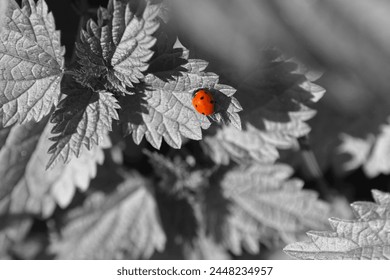 Beautiful nature, red ladybug on leaves, red beetle and black and white plants, natural background for text, outdoor