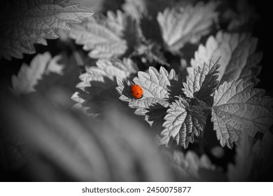 Beautiful nature, red ladybug on grey leaves, red beetle and black and white plants, natural background for text, outside