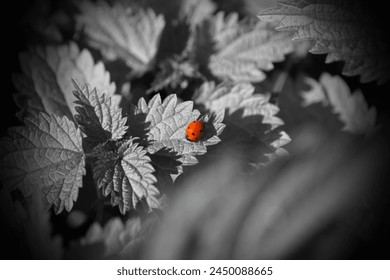 Beautiful nature, red ladybug on grey leaves, red beetle and black and white plants, outdoor