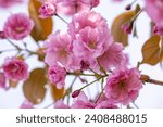 Beautiful nature scene with blooming pink cherry tree in spring. Sakura flowers in bloom.