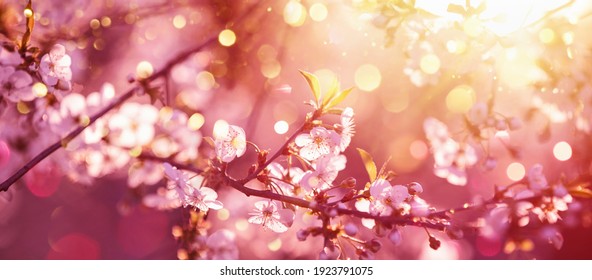 Beautiful Nature Scene with Blooming Tree and Sun Flare. Sunny Day. Spring Flowers. Beautiful Abstract Colored Background. Springtime