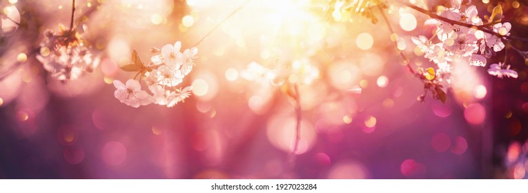 Beautiful Nature Scene With Blooming Tree And Sun Flare. Sunny Day. Spring Flowers. Beautiful Abstract Colored Background. Springtime