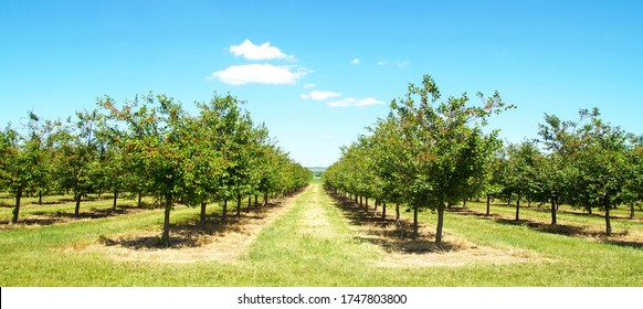 Beautiful Nature Scene With Cherry Tree. Plantation Of Cherry Trees In Springtime. Fruit Orchard In The Spring. Field Fruits Rows Growing On A Sunny Day In May After The Blossom With Cloudscape.