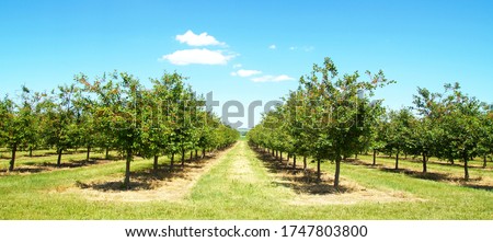 Beautiful nature scene with cherry tree. plantation of cherry trees in springtime. fruit orchard in the spring. field fruits rows growing on a sunny day in may after the blossom with cloudscape.
