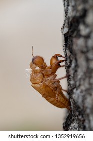 Beautiful nature scene macro cicada molting. Showing of eyes and wing detail.Cicada in the wildlife nature habitat using as background or wallpaper.Cicada insect stick on tree. Cicada skin