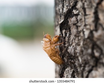 Beautiful nature scene macro cicada molting. Showing of eyes and wing detail.Cicada in the wildlife nature habitat using as background or wallpaper.Cicada insect stick on tree. Cicada skin