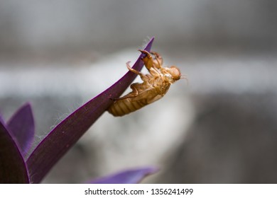 Beautiful nature scene macro cicada molting. Showing of eyes and wing detail.Cicada in the wildlife nature habitat using as background or wallpaper.Cicada insect stick on Tradescantia Pallida