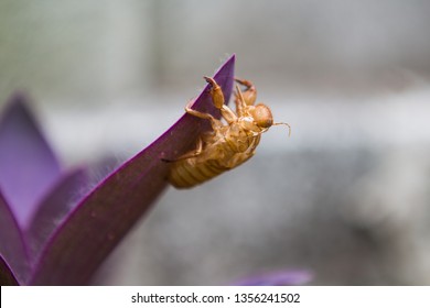 Beautiful nature scene macro cicada molting. Showing of eyes and wing detail.Cicada in the wildlife nature habitat using as background or wallpaper.Cicada insect stick on Tradescantia Pallida