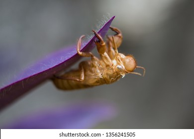 Beautiful nature scene macro cicada molting. Showing of eyes and wing detail.Cicada in the wildlife nature habitat using as background or wallpaper.Cicada insect stick on Tradescantia Pallida