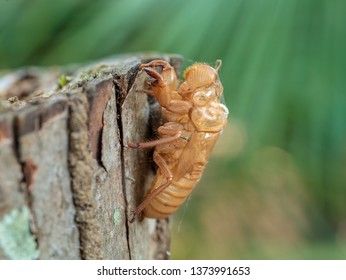 Beautiful nature scene macro cicada molting insect stick on tree.
Cicada slough soft of focus
