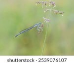 Beautiful nature scene with White-legged damselfly (Platycnemis pennipes). Macro shot of White-legged damselfly (Platycnemis pennipes) on the grass.