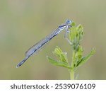 Beautiful nature scene with White-legged damselfly (Platycnemis pennipes). Macro shot of White-legged damselfly (Platycnemis pennipes) on the grass.