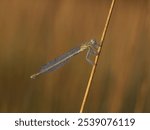 Beautiful nature scene with White-legged damselfly (Platycnemis pennipes). Macro shot of White-legged damselfly (Platycnemis pennipes) on the grass.