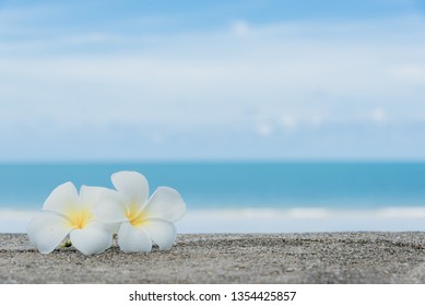 WHITE ORCHIDS FLOWERS /& SEASHELL CORAL BEACH LIGHT SWITCH PLATE COVER