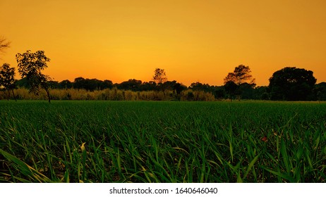 Beautiful Nature Sunset Field Evening Free For Commercial Use