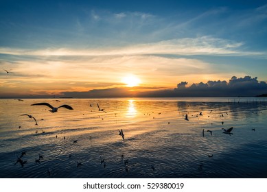 Beautiful Nature Of Sunset And Flying Seagull Over The Sea On Twilight Sky

