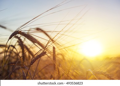 Beautiful nature sunset landscape. Ears of golden wheat close up. Rural scene under sunlight. Summer background of ripening ears of agriculture landscape. Natur harvest. Wheat field natural product. 