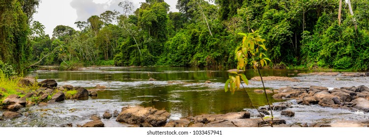 Suriname Nature Images, Stock Photos & Vectors |