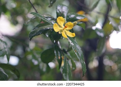 Beautiful Nature In Thailand At Any Time, Or Even In The Rainy Season, There Is Still Dew On The Leaves. The Wooden Shadows Needed To Light The Sun.