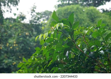 Beautiful Nature In Thailand At Any Time, Or Even In The Rainy Season, There Is Still Dew On The Leaves. The Wooden Shadows Needed To Light The Sun.