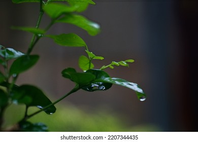 Beautiful Nature In Thailand At Any Time, Or Even In The Rainy Season, There Is Still Dew On The Leaves. The Wooden Shadows Needed To Light The Sun.