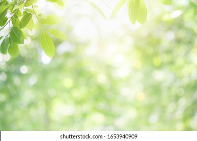 Beautiful nature view of green leaf on blurred greenery background in garden and sunlight with copy space using as background natural green plants landscape, ecology, fresh wallpaper concept. - Shutterstock ID 1653940909