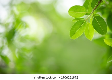 叶子背景图片 库存照片和矢量图 Shutterstock