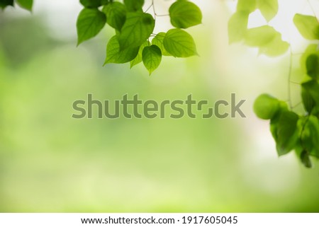 Beautiful nature view green leaf on blurred greenery background under sunlight with bokeh and copy space using as background natural plants landscape, ecology wallpaper concept.