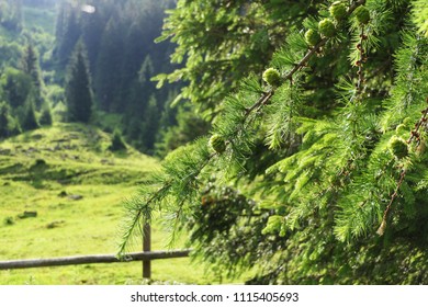 Beautiful nature - young green larch cones on a green background 